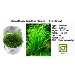 Helanthium tenellum 'Green', 1-2-Grow! 