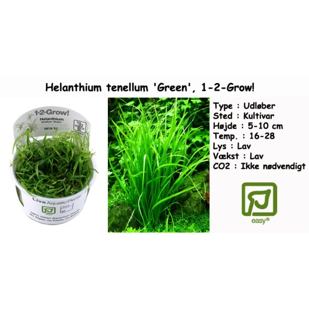 Helanthium tenellum 'Green', 1-2-Grow! 