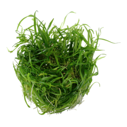 Helanthium tenellum 'Green', 1-2-Grow! 