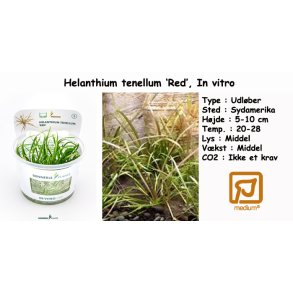 Helanthium tenellum 'Red', In vitro
