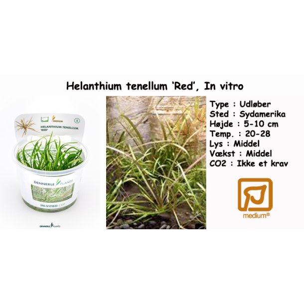 Helanthium tenellum 'Red', In vitro