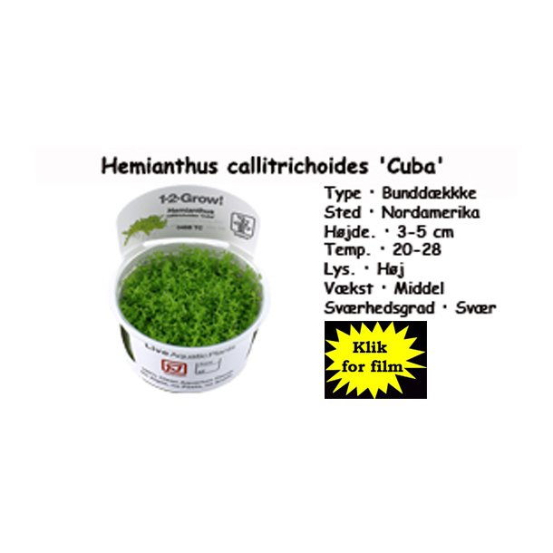 Hemianthus Callitrichoides Cuba 1 2 Grow 1 2 Grow In Vitro Akvarieplanter Unimati Aps