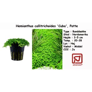 Hemianthus callitrichoides 'Cuba', Potte