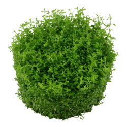 Micranthemum callitrichoides 'Cuba', 1-2-Grow! 