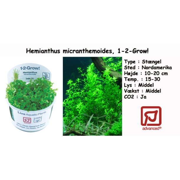 Hemianthus micranthemoides, 1-2-Grow! 