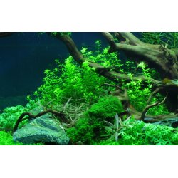 Micranthemum glomeratum, Potte