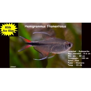 Hemigrammus filamentosus