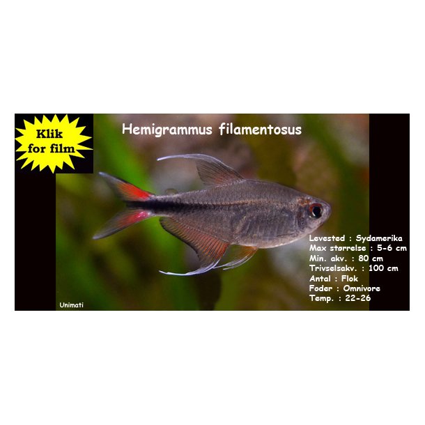 Hemigrammus filamentosus