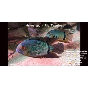 Heros sp. - Rio Tapajos