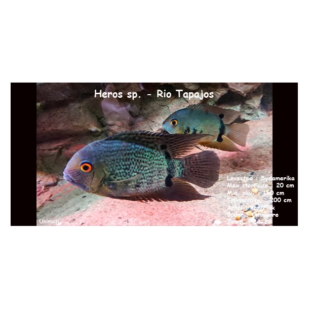 Heros sp. - Rio Tapajos