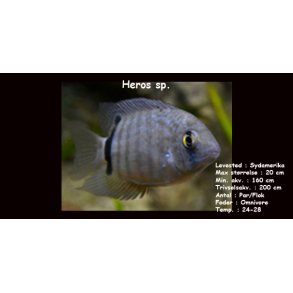 Heros sp. 