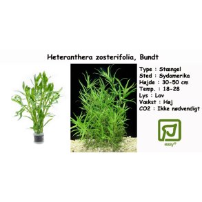 Heteranthera zosterifolia, Bundt