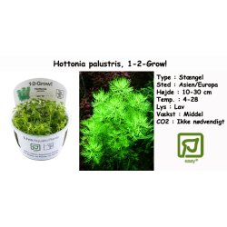 Hottonia palustris, 1-2-Grow! 