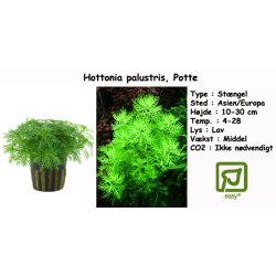 Hottonia palustris, Potte
