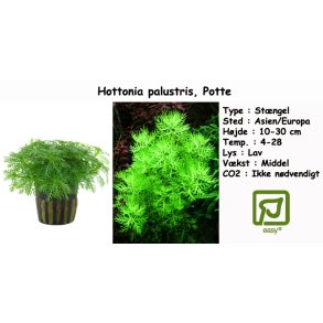 Hottonia palustris, Potte