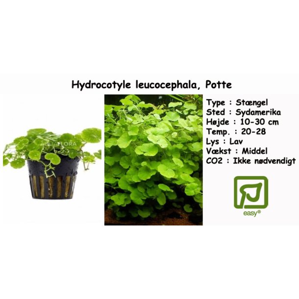 Hydrocotyle leucocephala, Potte