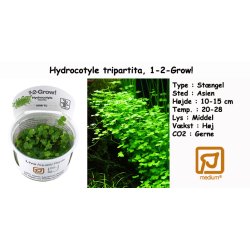 Hydrocotyle tripartita, 1-2-Grow! 