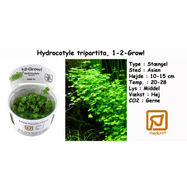 Hydrocotyle tripartita, 1-2-Grow! 