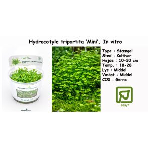 Hydrocotyle tripartita 'Mini', In vitro
