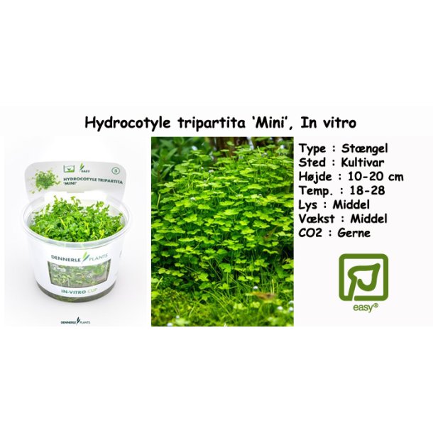 Hydrocotyle tripartita 'Mini', In vitro