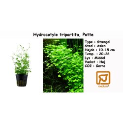 Hydrocotyle tripartita, Potte