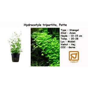Hydrocotyle tripartita, Potte