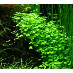 Hydrocotyle tripartita, 1-2-Grow! 