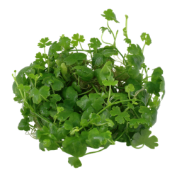 Hydrocotyle tripartita, 1-2-Grow! 