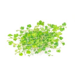 Hydrocotyle tripartita, 1-2-Grow! 