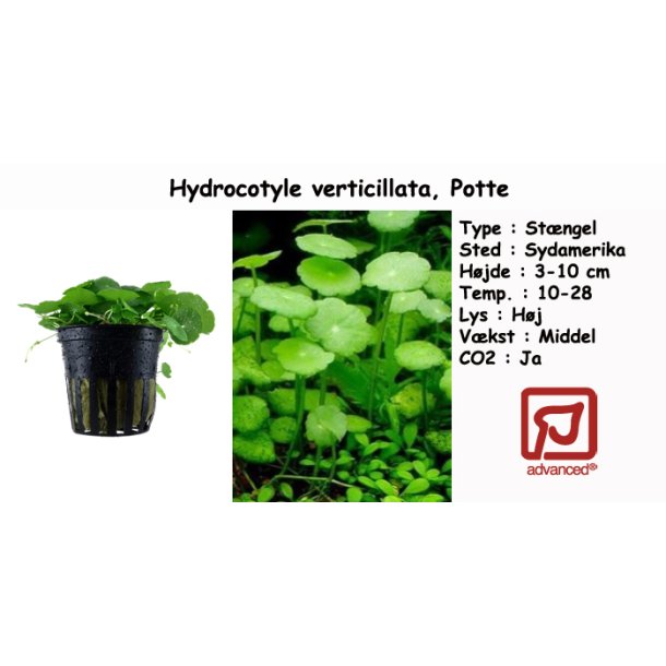 Hydrocotyle verticillata, Potte