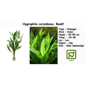 Hygrophila corymbosa, Bundt