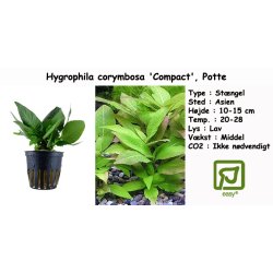 Hygrophila corymbosa 'Compact', Potte