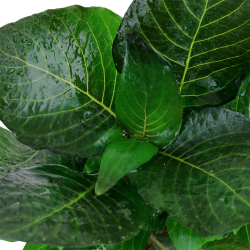 Hygrophila corymbosa 'Compact', Potte