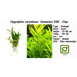 Hygrophila corymbosa 'Siamensis 53B', Clips