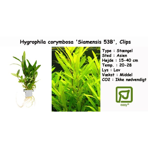 Hygrophila corymbosa 'Siamensis 53B', Clips