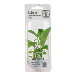 Hygrophila corymbosa 'Siamensis 53B', Minipotte