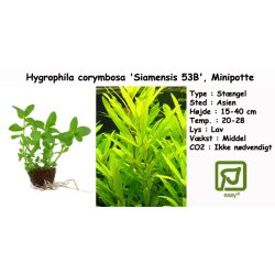 Hygrophila corymbosa 'Siamensis 53B', Minipotte