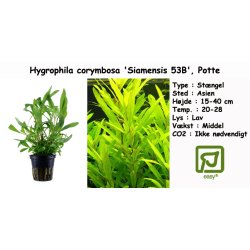Hygrophila corymbosa 'Siamensis 53B', Potte