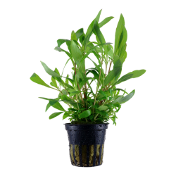 Hygrophila corymbosa 'Siamensis 53B', Potte
