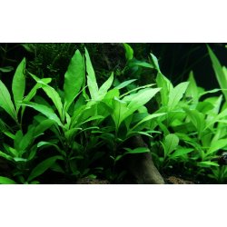 Hygrophila corymbosa 'Siamensis 53B', Clips