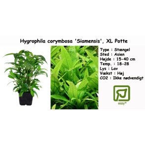 Hygrophila corymbosa 'Siamensis', XL Potte