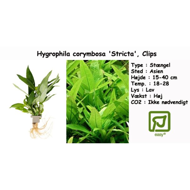 Hygrophila corymbosa 'Stricta', Clips