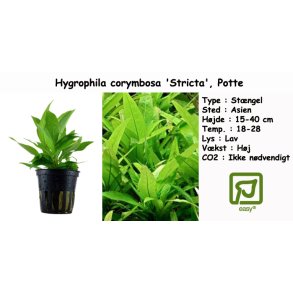 Hygrophila corymbosa 'Stricta', Potte