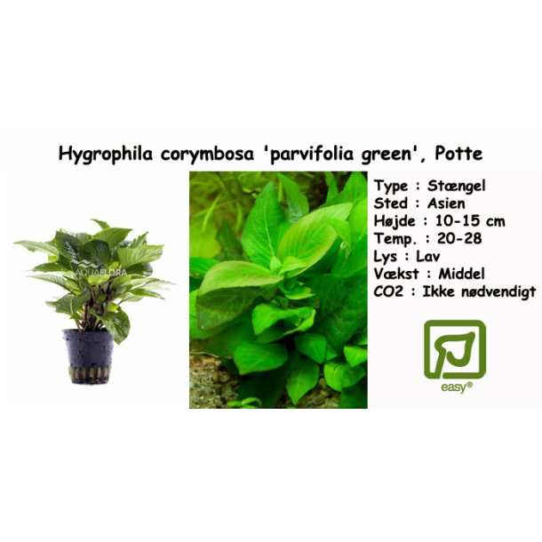 Hygrophila corymbosa 'parvifolia green', Potte