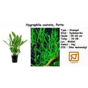 Hygrophila costata, Potte
