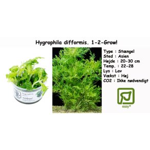 Hygrophila difformis, 1-2-Grow!