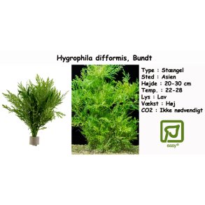 Hygrophila difformis, Bundt