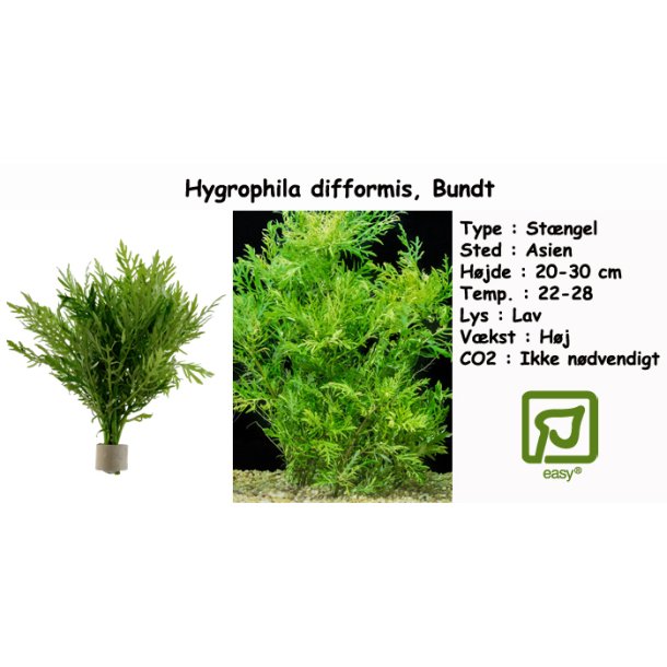 Hygrophila difformis, Bundt