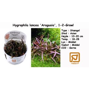 Hygrophila lancea 'Araguaia', 1-2-Grow! 