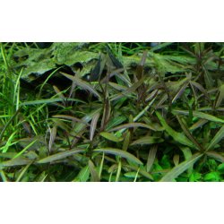 Hygrophila lancea 'Araguaia', 1-2-Grow! 